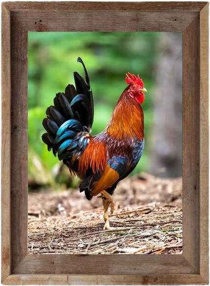 cats dogs bunnies bears more