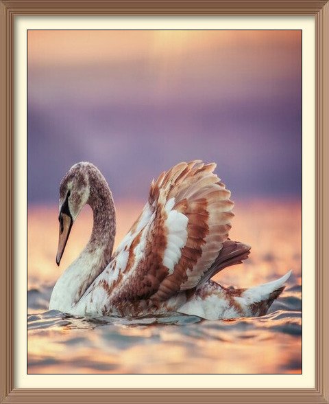 cats dogs bunnies bears